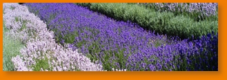 lavendel2.jpg